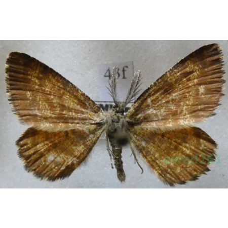 Ematurga atomaria (Linnaeus, 1758) male Poproch pylinkowiak Czech43f